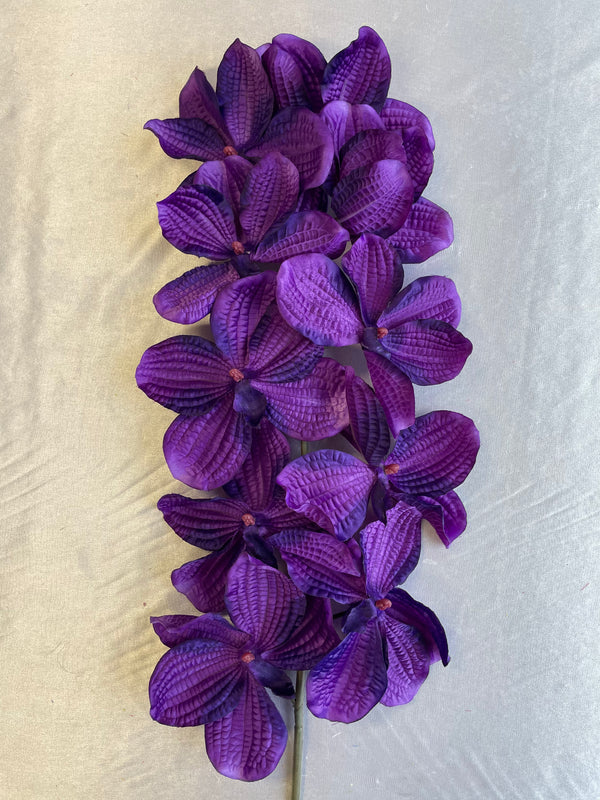 Clearance Orchid