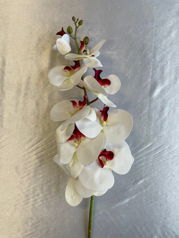 Orchid